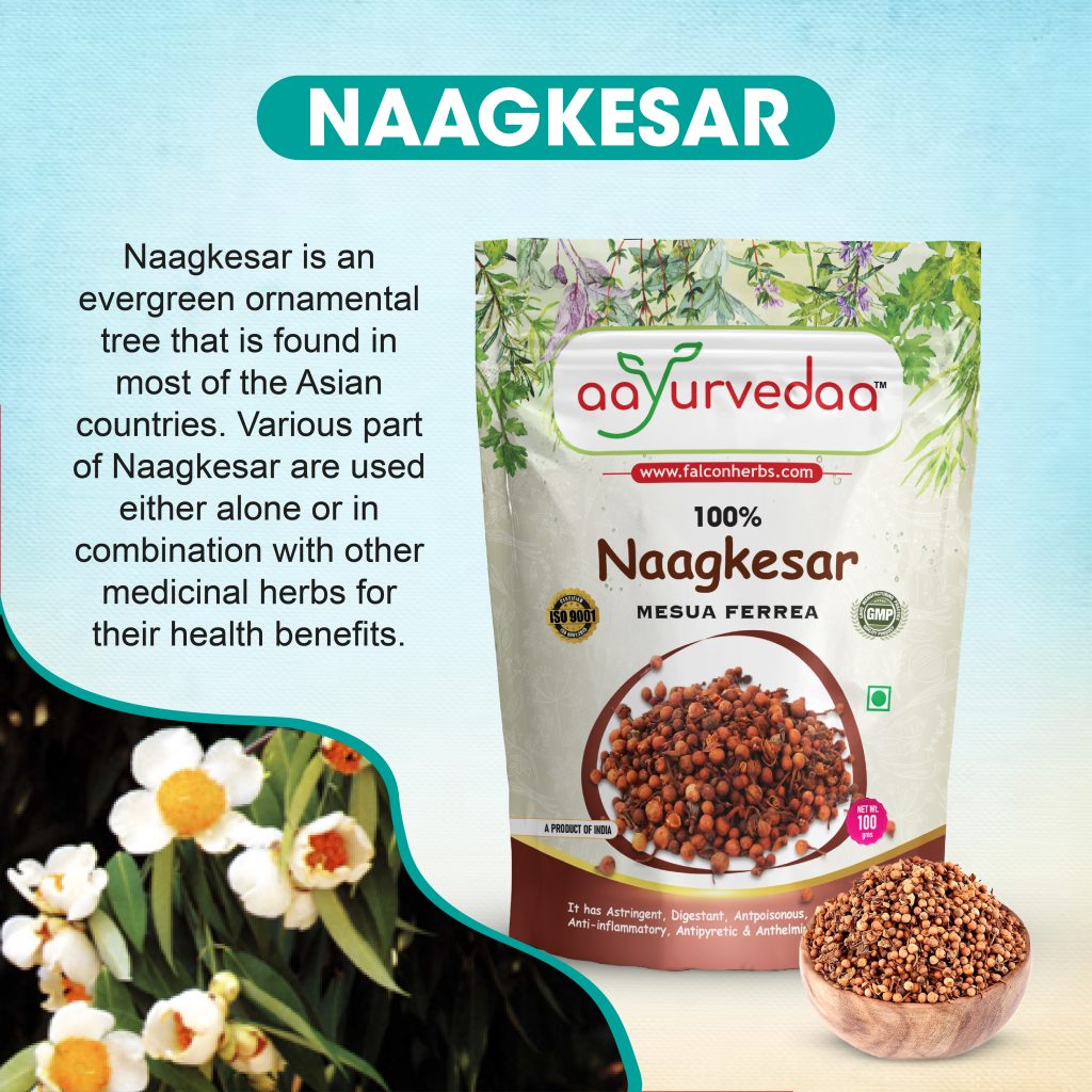 Nagkesar tree, an evergreen tree with fragrant white flowers and glossy green leaves